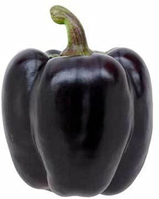 KANAYA Shimla Mirch F1 Hybrid Vegetable Seed(250 per packet)