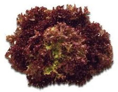 Aywal Gourmet Blend Lettuce Seed(75 per packet)