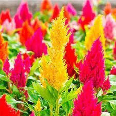 MAA Celosia Dwarf, Cockscomb Seed(140 per packet)