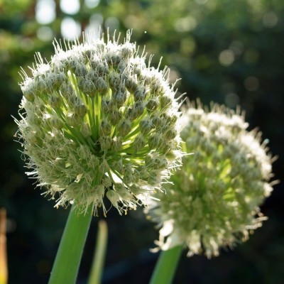 KNESSiN Seeds, Welsh Onion - White[600 Seeds] Seed(600 per packet)