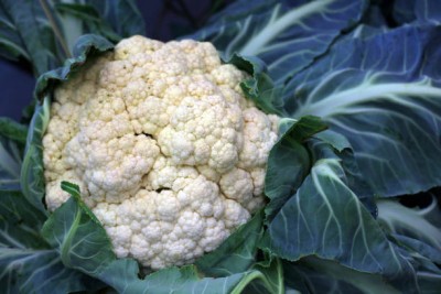 KTM Group white cauliflower,gobhee seeds Seed(25 per packet)