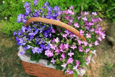 CYBEXIS PAU-45 - Creeping Thyme-Thymus Serpyllum - (1350 Seeds) Seed(1350 per packet)