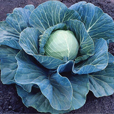 Biosnyg Stonehead Hybrid Cabbage Seeds-250 Seeds/1gm Seed(250 per packet)