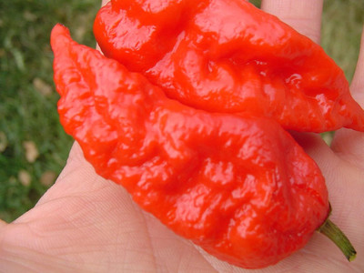 KNESSiN Disease-Resistant Hot Bhut Jolokia Chilli Seeds for Home Gardening-(1200 Seeds) Seed(1200 per packet)