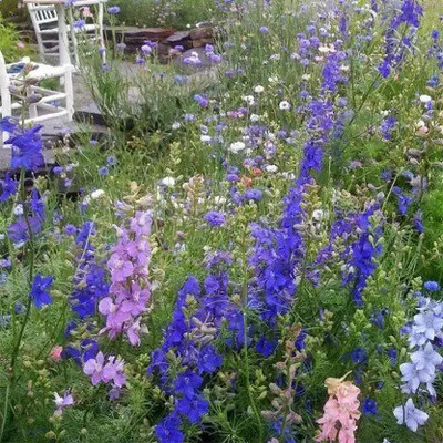 Aro Delphinium Seed(45 per packet)