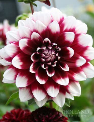 CYBEXIS Mystery Day Decorative Dahlia Seeds Seed(1 g)