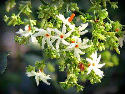 Aywal Harsingar/Parijat/ Parijaat/ Night Jasmine/ Nyctanthes Arbor/Harsringar Seed(10 per packet)