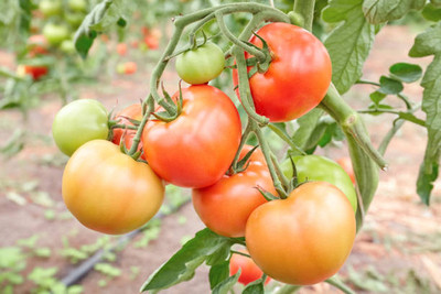 ZENISO tomato Seed(130 per packet)