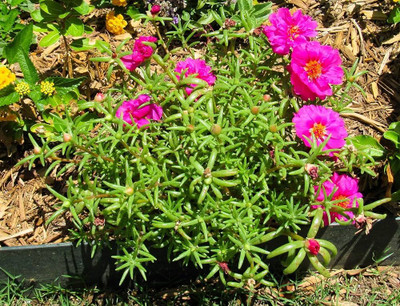 ibains Multi colour table rose seed garden Seed(11 per packet)