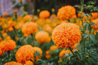 Avysa marigold/gende ka phool flower seeds Seed(50 per packet)