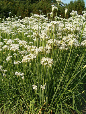 CYBEXIS LX-47 - Garlic Chives - (750 Seeds) Seed(750 per packet)