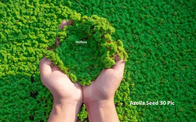 Oxiflora Azolla Seed Seed(30 per packet)