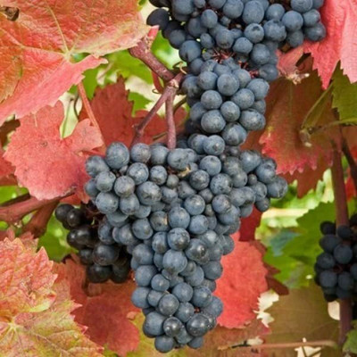 Aywal Sweet Grapes - Black Fruit Seed(80 per packet)