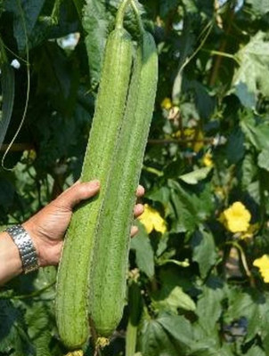 UGRA Smooth Luffa/sponge gourd Seeds Seed(120 per packet)