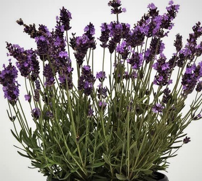 Qualtivate VVI-235 Lavender, Lavendula Avignon Seed(500 per packet)