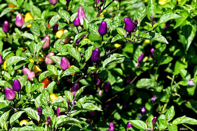 Qualtivate JXL-8AT Chilli Little Blue Exotic Mini Hot Seed(300 per packet)