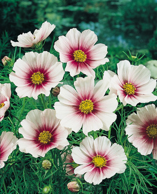 ZIXA Day Dream Cosmos Seed(30 per packet)