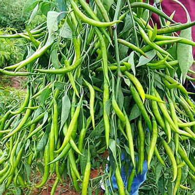 SREE Hybrid Mirchi,Chilli CW44,Lonka Seed(450 per packet)