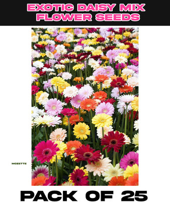Mozette Exotic Daisy Mix Flower Seed Seed(25 per packet)