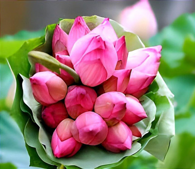 CRGO ADENIUM Seed(60 per packet)