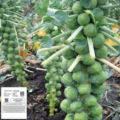 WILLVINE SCI -XVI Long Island Improved Brussels Sprout Seeds [5g] Seed(1500 per packet)