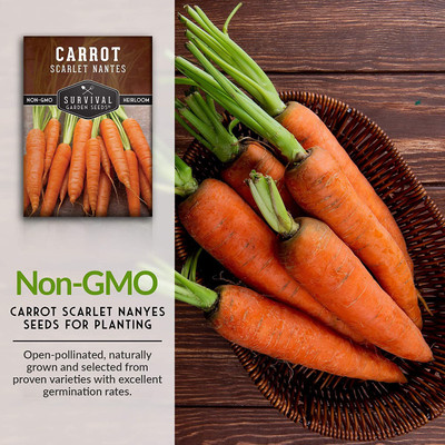 CYBEXIS VXI-87 - Scarlet Nantes Carrot - (2250 Seeds) Seed(2250 per packet)