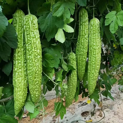 XOLDAA F1 BEST QUALITY BITTER GOURD SEEDS Seed(17 per packet)