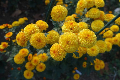 seedito marigold/gende ka phool flower seeds Seed(75 per packet)
