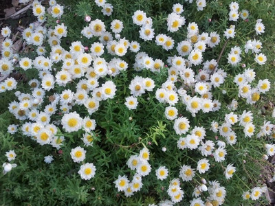 Mozette Exotic daisy white Seed(11 per packet)