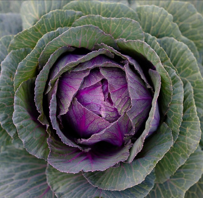 WILLVINE ROX -XII Purple Cabbage Seeds for Planting [10g] Seed(3000 per packet)