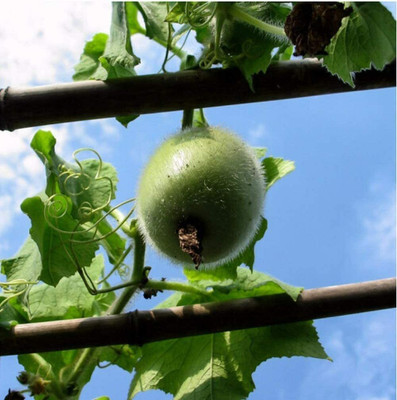 CYBEXIS Vegetables for Health Planting Easy to Take Care Winter Melon Seeds 800 Seeds Seed(800 per packet)