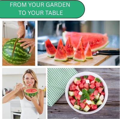 KNESSiN Mini Sugar Baby Watermelon Seeds For Kitchen Gardening-(50 Seeds) Seed(50 per packet)