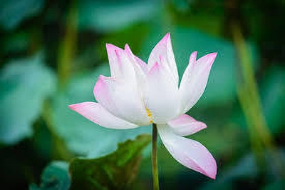 ibains Water lily lotus seeds Seed(5 per packet)