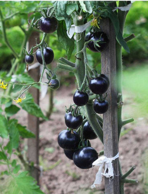 seedargo Seedargo Best Quality Hybride Balck Tomato Seed Seed(58 per packet)