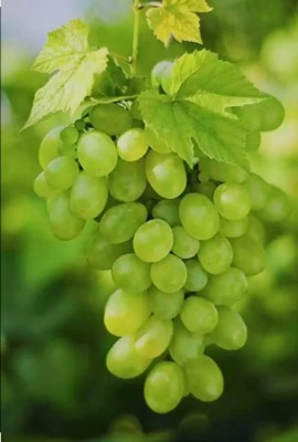 SHYAM 1Healthy Sweet Frash Food Seedless Round Shape Green Grapes Fruit Seed(1 per packet)