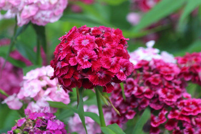 XOLDA Exotic sweet william Seed(15 per packet)