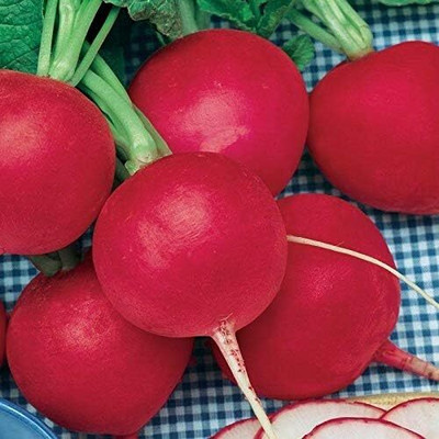 Qualtivate PUA-3A German Giant Radish Select Seed(300 per packet)