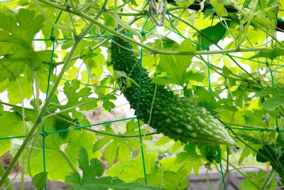 Kodali Hybrid F1 Bitter Gourd Seeds Pack Of 17 Seed(17 per packet)