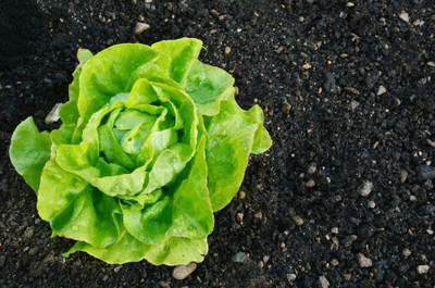 VibeX ® VLR-545 Tom Thumb Butterhead Lettuce Seeds Seed(200 per packet)