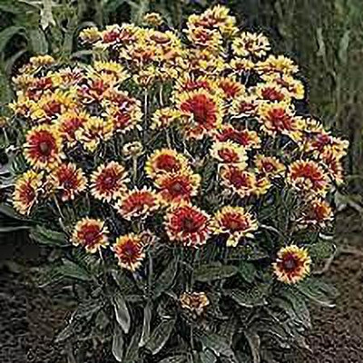 Aywal Gaillardia Double Beautiful Flower Seeds In Different Colors F1 Hybrid Seed(100 per packet)