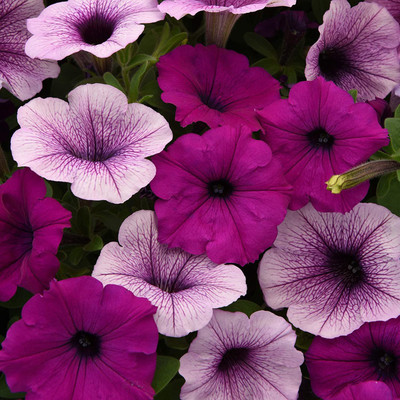 CYBEXIS LXI-73 - Plumb Pudding Easy Wave Petunia Flower Mix - (180 Seeds) Seed(180 per packet)