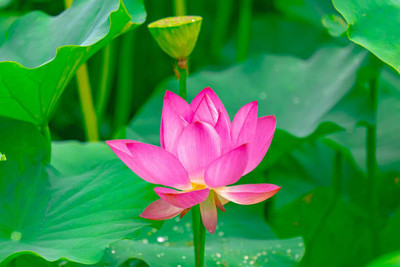 SHUBH LAXMI lotus,kamal gatta Seed(10 per packet)