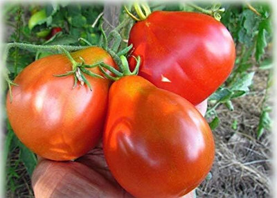 DIVINE TOMATO , TAMATAR Seed(200 per packet)