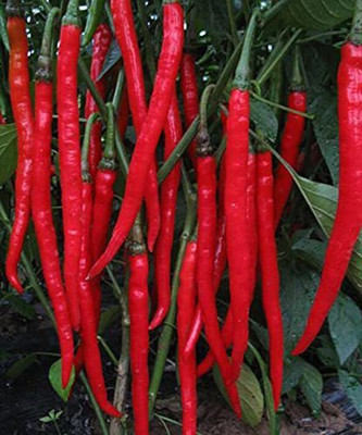KANAYA Chilli Seeds Hot Jwala Hybrid Vegetable Seed(250 per packet)