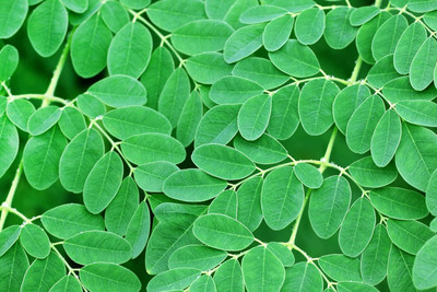 Qualtivate PUAS-8A DRUMSTICK TREE Moringa Oleifera Seeds Seed(50 per packet)