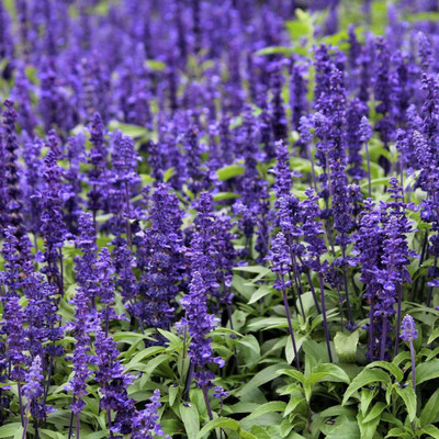 KANAYA Salvia Mixed Seed(44 per packet)