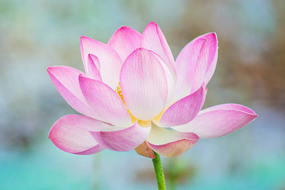 Freshtige lotus,kamal gatta Seed(11 per packet)