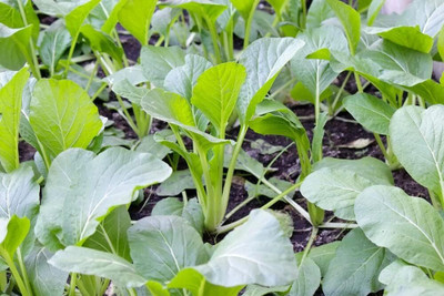 WILLVINE KGF -VI Heirloom Chinese Cabbage Pakchoi Seeds [10g] Seed(3000 per packet)