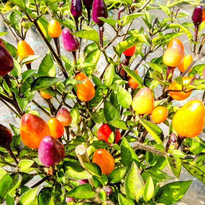 Biosnyg Pepper Seeds - Hot - Fire Cracker[500 Seeds] Seed(500 per packet)