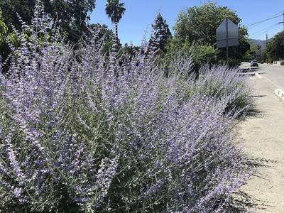 VibeX NDIR-85 - Russian Sage - (1350 Seeds) Seed(1350 per packet)